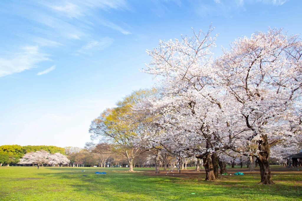 代々木公園の満開の桜